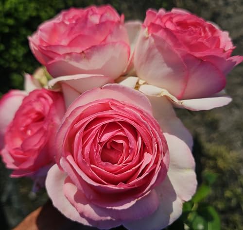 Ma Cherie Roses - Eden Rose Climbing Rose Live Plant Rose Bushes Ready to Plant Potted 2 Quart Live Outdoor Plants Pink Climbing Rose Plant Gifts Live Plants Outdoor Roses Live Plants