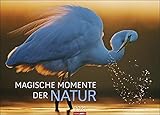 Magische Momente der Natur Kalender 2021: Die schönsten Tierfotografien