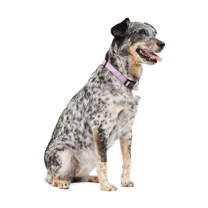 Collar ajustable para perro grande color lavanda miniatura 3