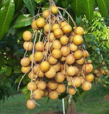 See full amazon price history chart for Cloud Farm Live Rare Dwarf Longan Fruit Plant, Thailand Variety Healthy Live Plant CF_05 Cloud Farm Live Rare Dwarf Longan Fruit Plant, Thailand Variety Healthy Live Plant CF_05 (B0BMVTXGWB) Amazon Price History, Amazon Price Tracker