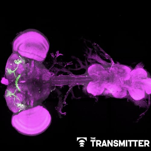 Mitochondria set 'ancient' metabolic thermostat for sleep in flies, separate from circadian rhythms Podcast Por capa