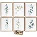 Botanical Prints Wall Art - Eucalyptus Leaves - (Set of 6) - Unframed - 8x10s