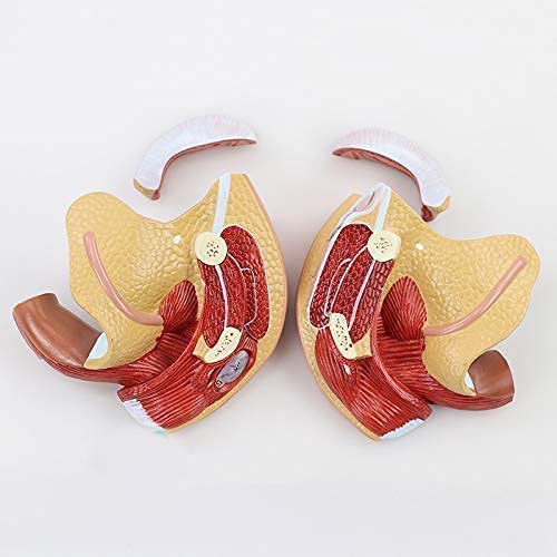 Modello Umano, Organi Riproduttivi Femminili Modello Umano Utero Ovaio Modello Anatomico Forniture per Laboratorio Medico di Ostetricia e Ginecologia