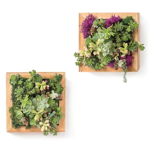 SuperMoss (22312) Sphagnum Moss Living Frame with Solid Wood Design