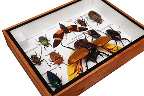 Real Mixed Beetle Scorpion Insect Boxed Framed Taxidermy Display Wood Box For Collectibles