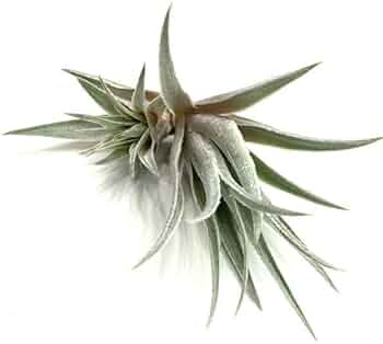 41KWFm8mL9L._AC_UF350,