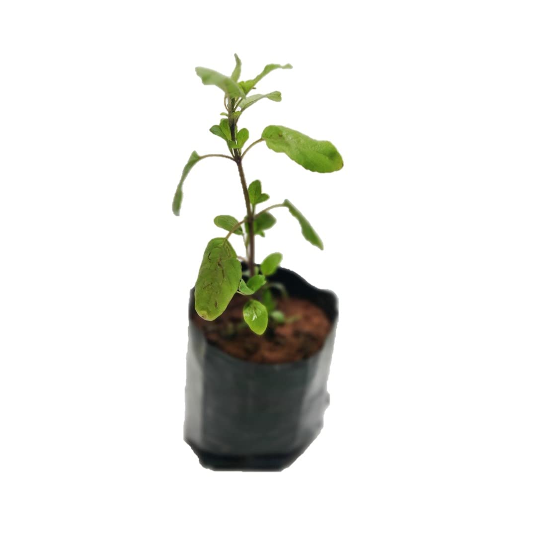 Plantazee Plantshive Lakshmi Tulsi Indoor Plant, Black, Medium, 1 Piece (B093ZZ9WYN) Amazon Price History, Amazon Price Tracker