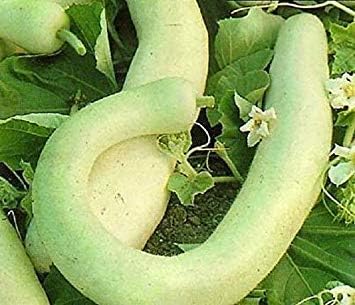 Amazon Co Jp 発芽種子 Cucuzziイタリア食用ひょうたん野菜 ロング 25個の種子