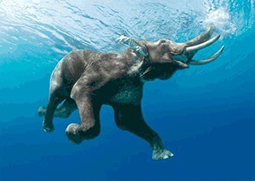 Elefante nadando bajo el agua - Tarjeta de felicitación de postal lenticular 3D