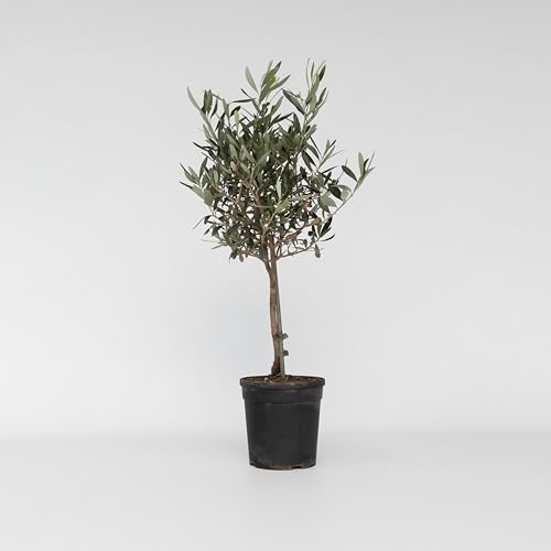 Plant in a Box - Olivo sobre tronco - Olea Europaea - Maceta 17cm - Altura 60-70cm