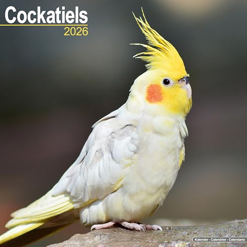 Cockatiels 2026 Calendar | Square Wall Calendar | Bird Gift | Plastic Free Packaging | By Avonside Publishing