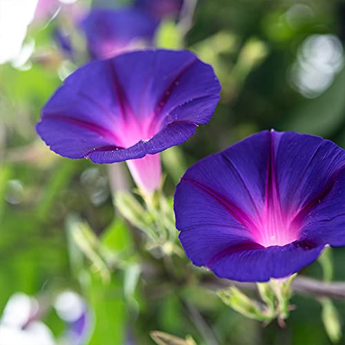Image of Kraft Seeds Zinnia Mixed Flower Desi Seeds Summer Variety Special (Multicolour) & Ipomeas Flower Seeds & Coriander Panipat Indian Vegetable Desi Seeds Summer Variety