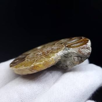 教材にも☆ アンモナイト 化石 スライス一対 ans142.jpg