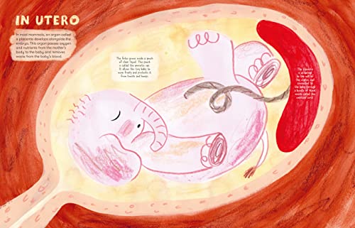 Mama Mammals: Reproduction and Birth in Mammals