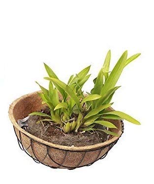COIR GARDEN Water Hanging Basket 10 INCH 5 Pieces - Coco Gardening POTS with Stand - Flower POTS Hanger Garden Decoration Indoor and Outdoor