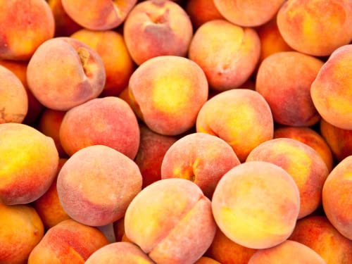 10 Dwarf Peach Tree Cuttings, Sweet Peach Fruit Cuttings 6 To 8 Inc Tall Not Plant, No Roots For Growing Well In Garden #TOP4