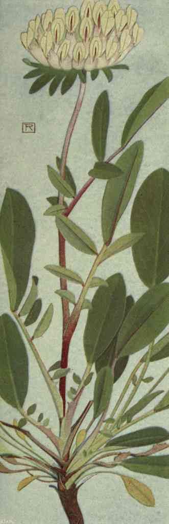 A4 Print Robert Philippe 1881 1930 Alpine Flora 1911 Anthyllis Alpestris