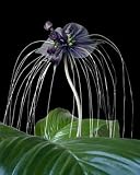 Wunderschöne Schwarze Fledermauslilie Fledermausblume Tacca chantrieri Bat Plant 10 Samen selten