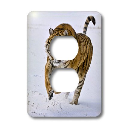 Le tigre de Sibérie enneigé sur plaque pour 2 prises de courant résistante