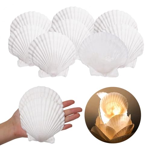10 STK Jakobsmuschel Muscheln Große 9-11cm Muschelschalen Muscheln zum Basteln NatüRliche Muscheltasche Jakobsmuscheln KüChendekoration Vorspeisenteller Snackdekoration Aquariumdekoration Weiß
