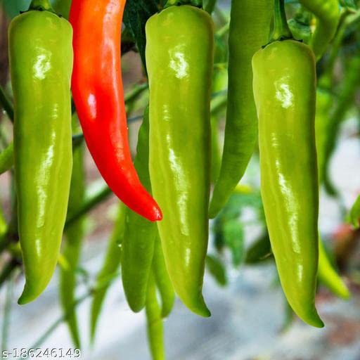 SRI SAI FORESTRY Bajji Chilli Seeds for Home Gardening Pack of 40 | Baji Mirchi (B0C55RJX12) Amazon Price History, Amazon Price Tracker