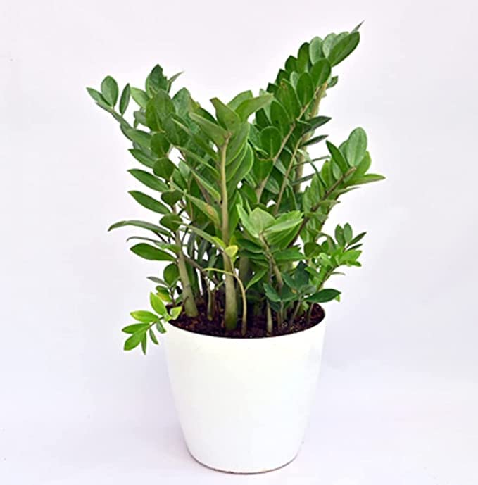 JooGTooK Zamia Zamioculas Zamiifolia " Raven" Succulent Rare Exotic Live Indoor and Outdoor Plant ZZ Green Air Purifier Plant(pack of 1) (B0B3MPN8G7) Amazon Price History, Amazon Price Tracker