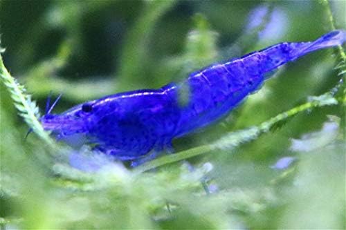 SHRIMPBROCO Neocaridina Live Freshwater Pet Shrimp Offerings (5, Blue Sapphire)