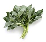 2000+ Egyptian Spinach Seeds, Jute Plant, Corchorus Olitorius Molokhia, Ewedu, Jute, Saluyot Seeds, Rau Đay Xanh [Mai's Family]