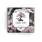 Grow Your Own Bonsai Tree Kit - Cherry Plum