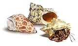 Nature Gift Store 1 Live Hermit Crab Shipped Now-with Premium Hermit Crab Shells: Land Crabs with 2 Extra Shells