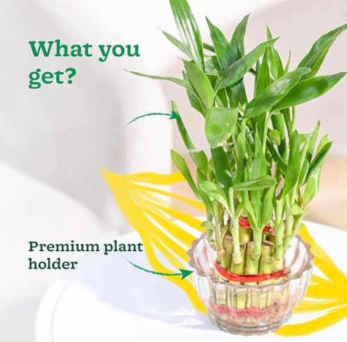 Image of Glass pots vases for Live Indoor Plants or Artificial Plants and Flowers - Transperant Clear Glass Bowl Round or Square Shape Pot Planter vase (Lotus Pot, 1)