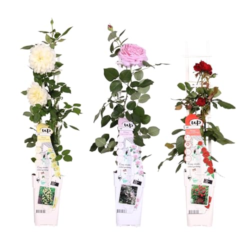 Rosier rouge, rose, blanc - lot de 3 - ↨65cm - Ø15 - plante d'extérieur fleurie