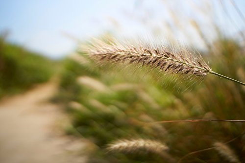 Image of Samyang 21 mm F1.4 ED AS UMC CS Wide Angle Lens for Mirrorless Camera, Canon M (Black)