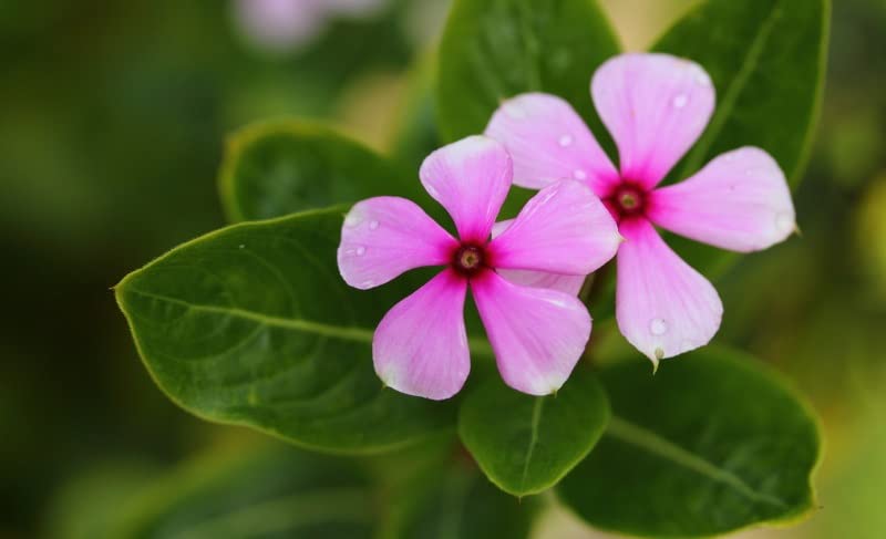 See full amazon price history chart for Grixisonsazia Vinca / Sadabahar Pink Flower Seeds For Gardening Planting (Pack Of 100 Seeds) Grixisonsazia Vinca / Sadabahar Pink Flower Seeds For Gardening Planting (Pack Of 100 Seeds) (B0B5YBJQCG) Amazon Price History, Amazon Price Tracker