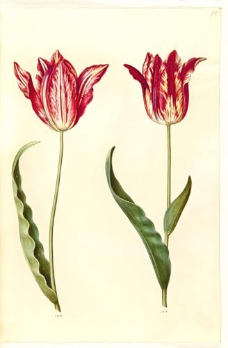 Affiche de Arts Tulipa Gesneriana Impression Toile Haute Définition