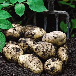 Seed Potato Organic Nicola Second Early Potatoes Grow Your Own Vegetables x 10 Tubers