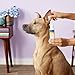 Miracle Care Ear Powder for Dogs and Cats, 12 Grams, Aids Hair Removal from Ear Canal, Keeps Ears Dry, Reduces Odor and Waxy Build Up
