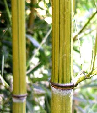Miniatura 4 de Planta de bambú Phyllostachys "Harbin Inversa" - Coloridamuy resistente al frío hasta -5 grados
