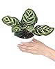 Calathea makoyana Peacock (4" Terracotta Pot) - Peacock Prayer Plant - Easy to Grow, Easy to Care Houseplant for Beginners - Live Healthy Colorful Foliage Houseplant for Home Office Decoration #2