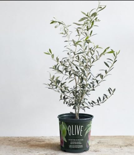 Live Arbequina Olive Tree 1 Gallon Pot Dwarf Fruit Tree for Indoor Outdoor Growing Cold Hardy Self Fertile Container Friendly Zones 7 to 11