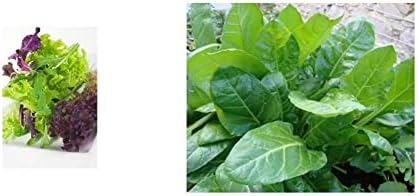 Lettuce - Gourmet LOOSELEAF Cutting Mix - 1500 Seeds