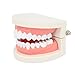 Rosenice Modellino di dentatura standard, modello di dentatura per uso didattico, typodont, strumento per dimostrazioni educative immagine