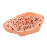 GOOHOCHY Ergonomisches Ohrmodell mit Präzisen Akupunkturpunkten zur Ohrakupressur und Aurikulotherapie Großes Chinesisches Medizinmodell für Akupunkturunterricht und Gesundheitsförderung