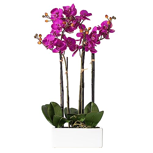 Vickerman Everyday 21