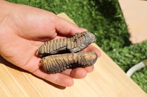 Image of 2PCS Calymene Trilobites Flexicalymene Ordovician Fossil for Kids Trilobite Fossil Trilobites A11
