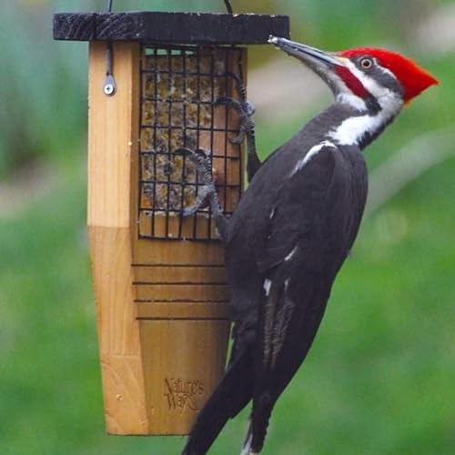 Nature's Way Bird Product CWF1 Cedar Suet Cake Feeder, 14 by 7.875 by 3-Inch by Nature's Way Bird Product - Image 7