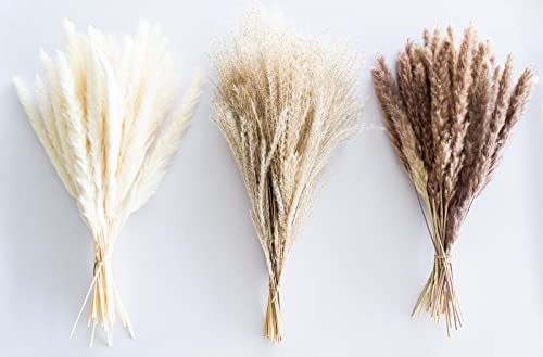 70 Pcs | Pampas grass bouquet - natural dried pampas grass small - fluffy pampas grass decor tall - white and brown pampass grass - large bouquet for gift - Pompous Grass - Boho flowers