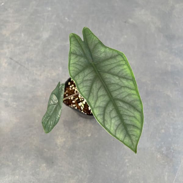 Amazon|アロカシア:メタリックブルー 3号ポット|観葉植物 Amazon|アロカシア:メタリックブルー 3号ポット|観葉植物