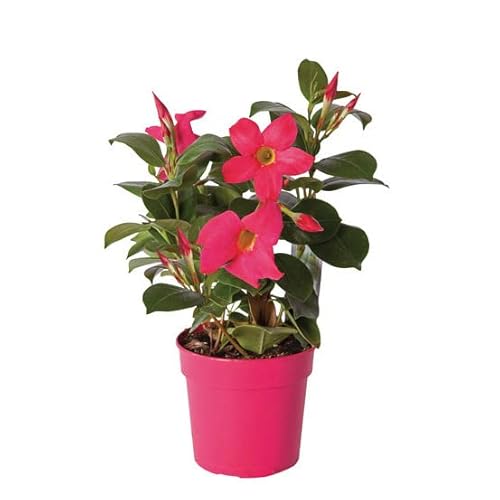 Dipladenia o Jazmín de Chile Natural Planta Trepadora - Mix de Color