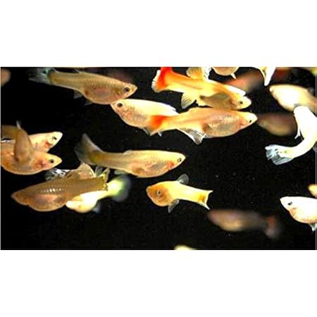 Amazon 熱帯魚 グッピー ミックスグッピー メス サイズ アダルト 5匹 増子水景 観賞魚 水中生物 通販 Amazon 熱帯魚 グッピー ミックスグッピー メス サイズ アダルト 5匹 増子水景 観賞魚 水中生物 通販